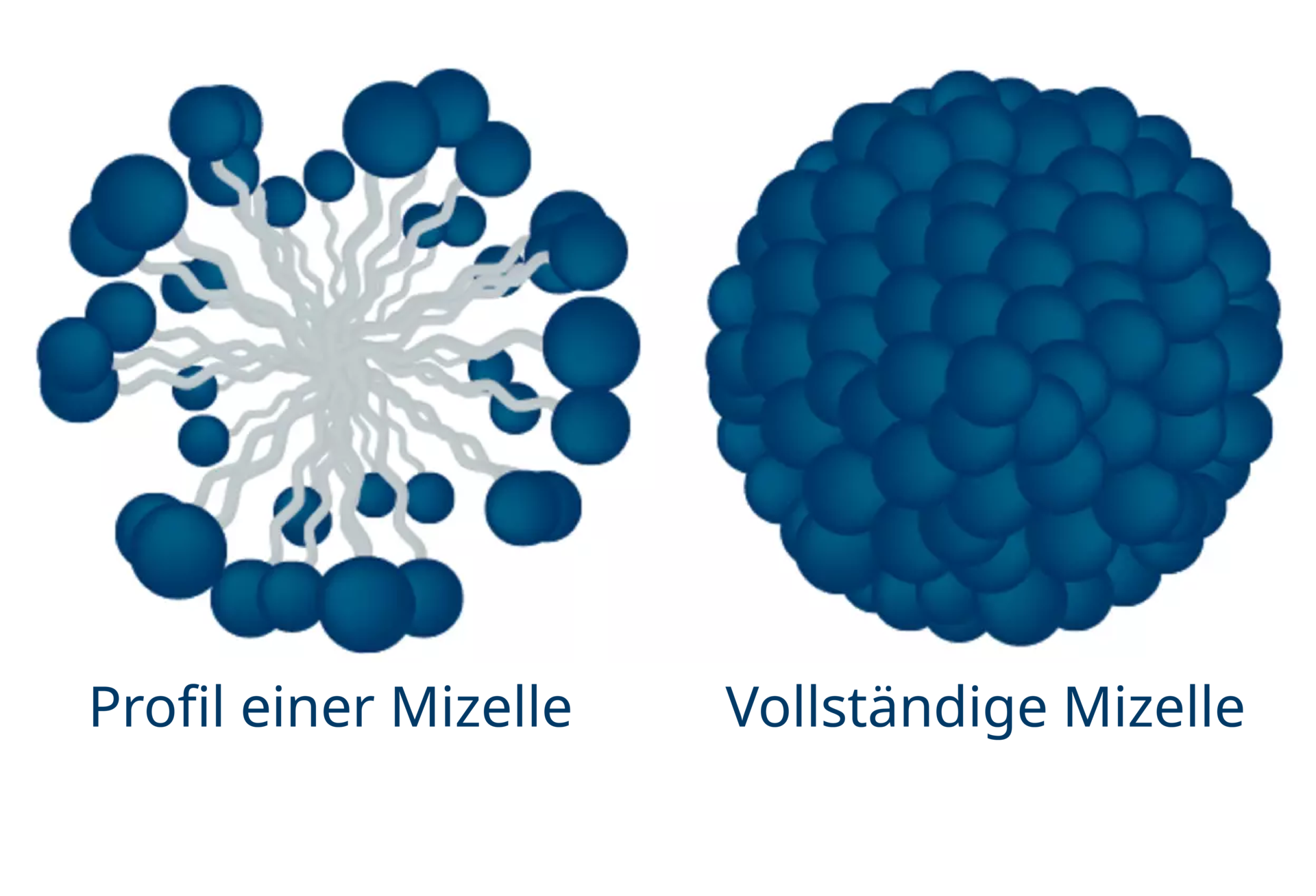 Schematische Darstellung einer Mizelle mit der nach innen gerichteten hydrophoben und der nach außen orientierten hydrophilen Gruppe Schematische Darstellung einer Mizelle mit der nach innen gerichteten hydrophoben und der nach außen orientierten hydrophilen Gruppe